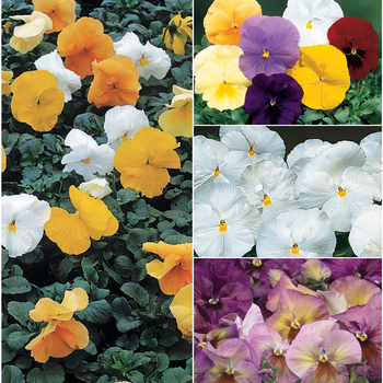 Delta™ Series Solid Shades - Pansy