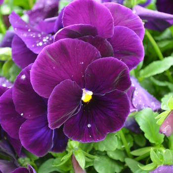 Viola x wittrockiana 'Matrix® Purple' - Pansy