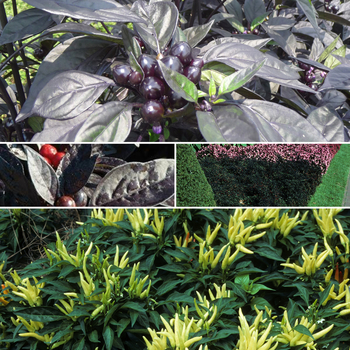 Multiple Varieties - Capsicum - Ornamental Pepper