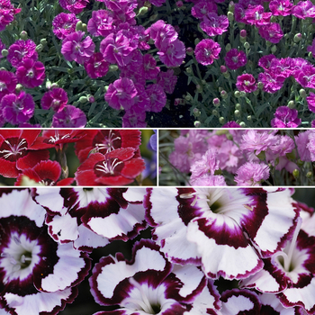 Multiple Varieties - Dianthus