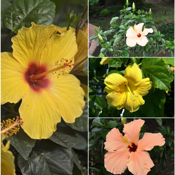 Multiple Varieties - Tropical Hibiscus