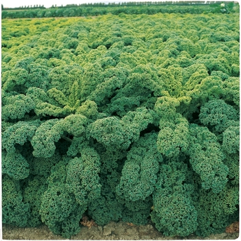 Brassica oleracea 'Winterbor' - Winterbor F1 
