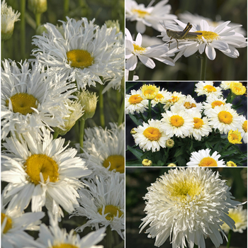 Leucanthemum Multiple Varieties - Shasta Daisy