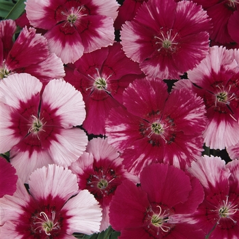 Dianthus chinensis 'Corona' - PanAmerican Seed Co.
