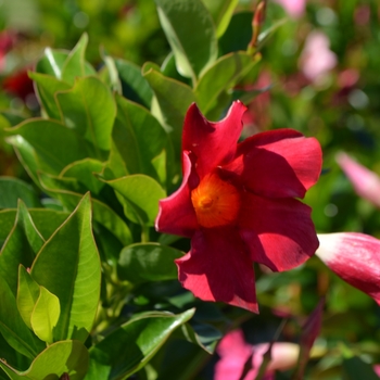 Dipladenia Red - Trumpet Flower