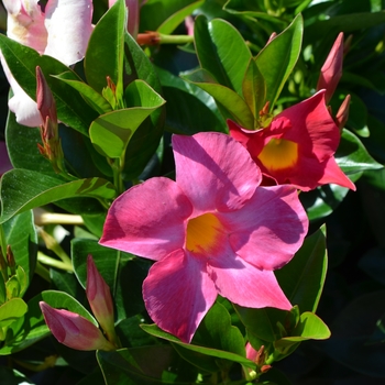 Dipladenia Pink - Trumpet Flower