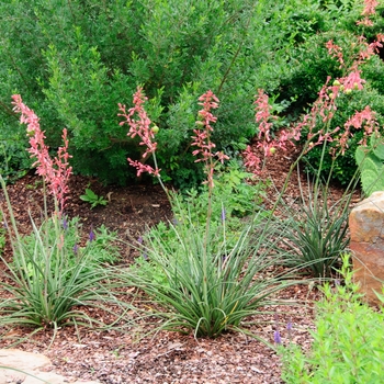 Hesperaloe parviflora - Red Yucca