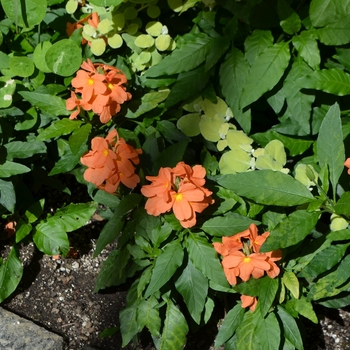 Crossandra infundibuliformis - Firecracker Flower