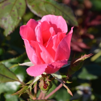 Rosa 'Radcon' - Pink Knock Out® Rose