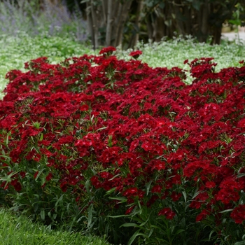 Dianthus hybrid 'Rockin' Red' - Dianthus