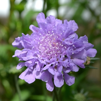 Scabiosa columbaria 'Flutter™ Deep Blue' - Pincushion Flower