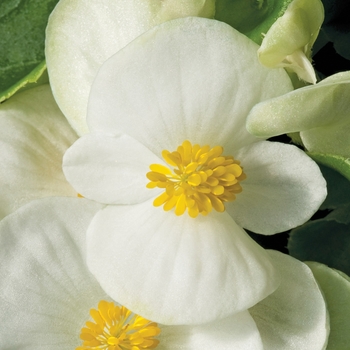 Begonia semperflorens ' Bada Bing White' - Begonia