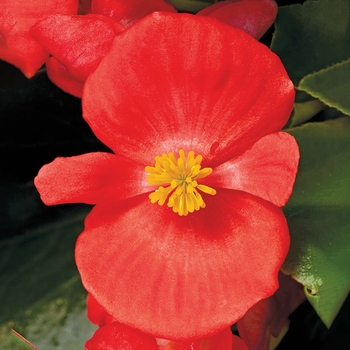 Begonia semperflorens ' Bada Bing Scarlet' - Begonia