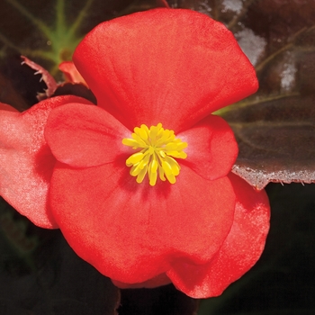 Begonia semperflorens ' Bada Boom Scarlet' - Begonia