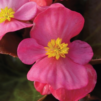 Begonia semperflorens ' Bada Boom Rose' - Begonia