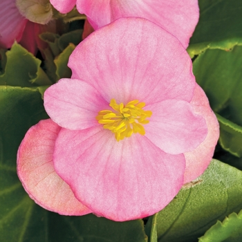 Begonia semperflorens ' Bada Bing Pink' - Begonia
