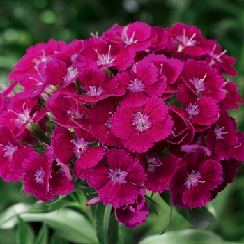 Dianthus barbatus 'Barbarini Purple' - Sweet William