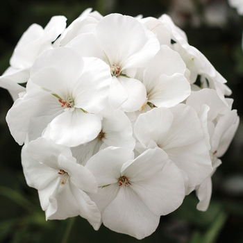 Pelargonium 'Calliope® Medium White' - Interspecific Geranium