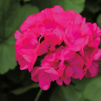 Pelargonium 'Calliope® Medium Deep Rose' - Interspecific Geranium