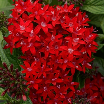 Pentas lanceolata - Lucky Star™ Dark Red Egyptian Starcluster, Pentas, Starflower