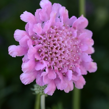 Scabiosa columbaria - Flutter™ Rose Pink Pincushion Flower