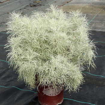 Artemisia mauiensis 'Silver' - Makana™ Wormwood