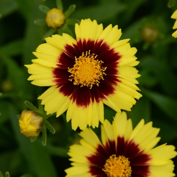 Coreopsis Uptick™ 'Yellow and Red'