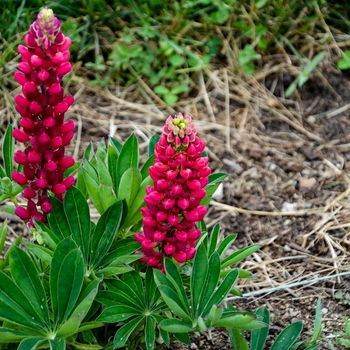 Lupinus polyphyllus 'Gallery Mini Red' - Gallery Mini Pink Bicolor