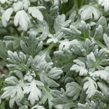 Artemisia stelleriana - Wormwood