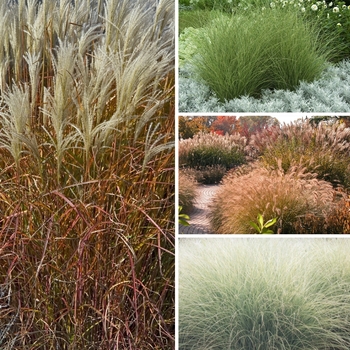Miscanthus Multiple Varieties - Maiden Grass