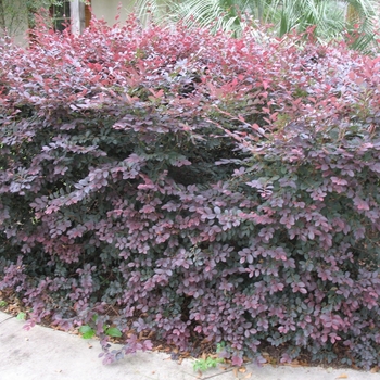 Loropetalum chinensis 'Shang-lo' - Purple Pixie® Loropetalum