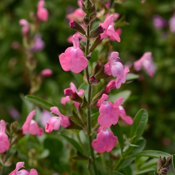 Salvia greggii 'Pink' - Mirage™ Sage