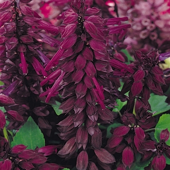 Salvia splendens 'Vista Purple' - Salvia