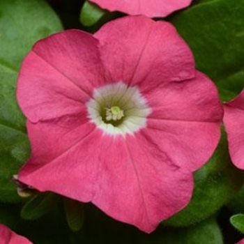 Petunia hybrida 'Carpet Rose' - Petunia