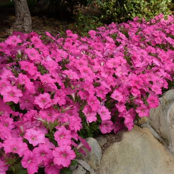 Petunia hybrida 'Carpet Pink' - Petunia