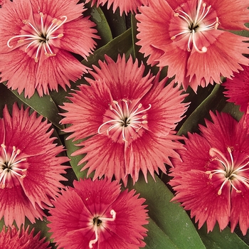 Dianthus hybrid 'Ideal Select Salmon' - Pinks
