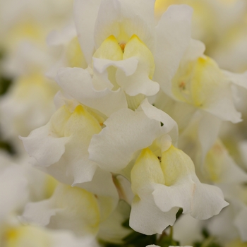 Antirrhinum majus 'Snapshot White' - Dwarf Garden Snapdragon