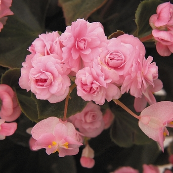 Begonia semperflorens 'Doublet® Pink' - Doublet® Pink Begonia