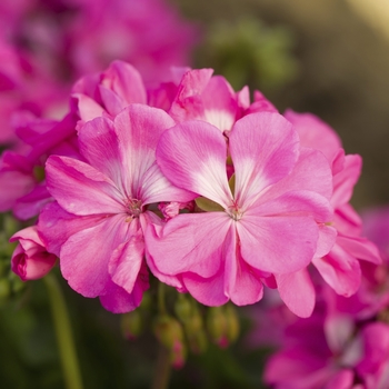 Pelargonium x hybrid 'Moxie!™ Pink' - Moxie!™ Interspecific Geranium 