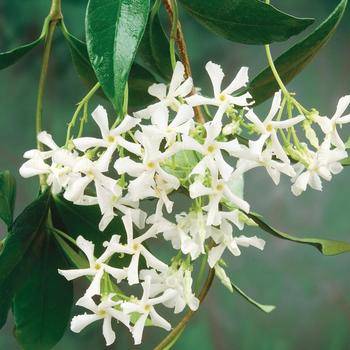 Trachelospermum asiatcium - Asian Jasmine