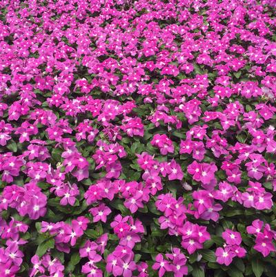 Annuals