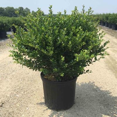 Shrubs