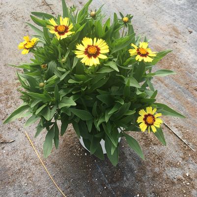 Perennials